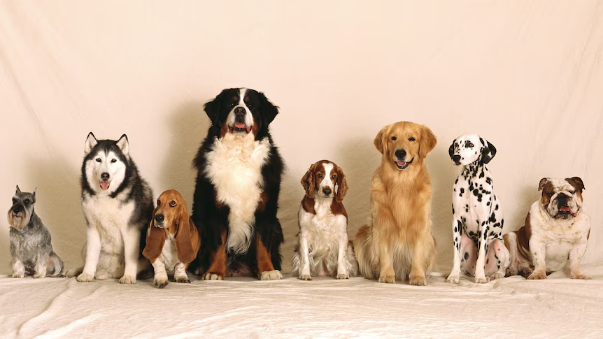Input image with eight dogs
